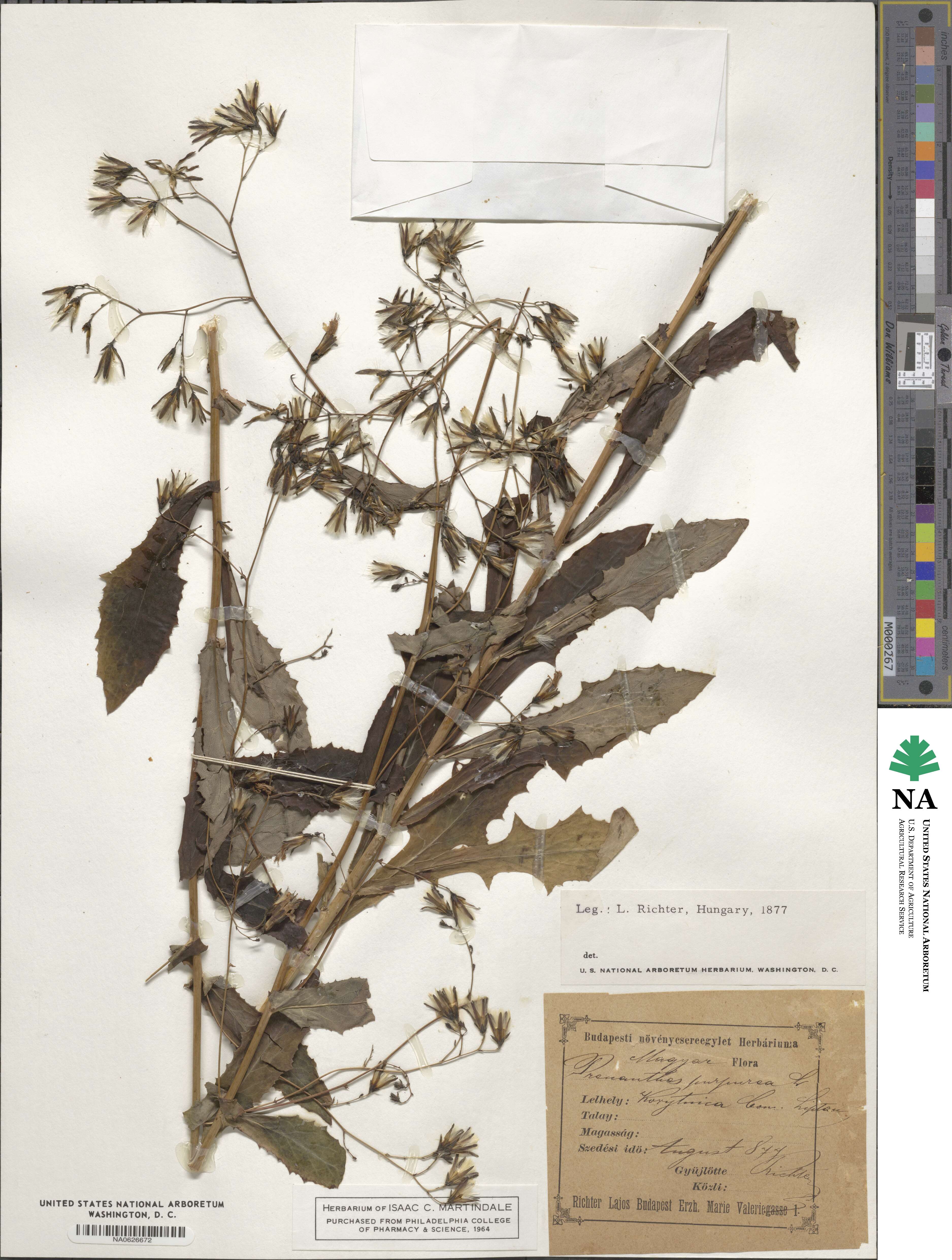 Prenanthes purpurea image