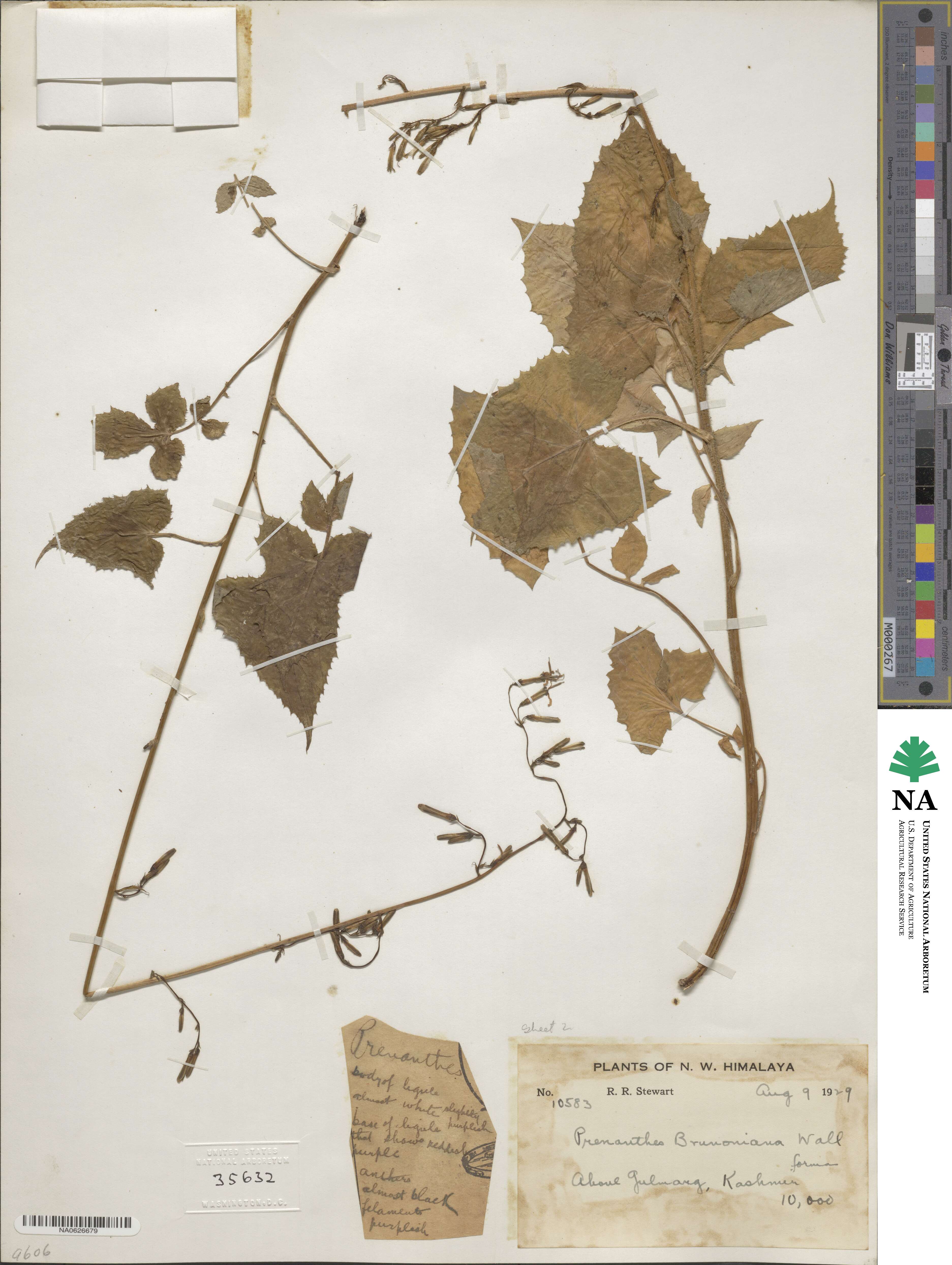 Melanoseris brunoniana image