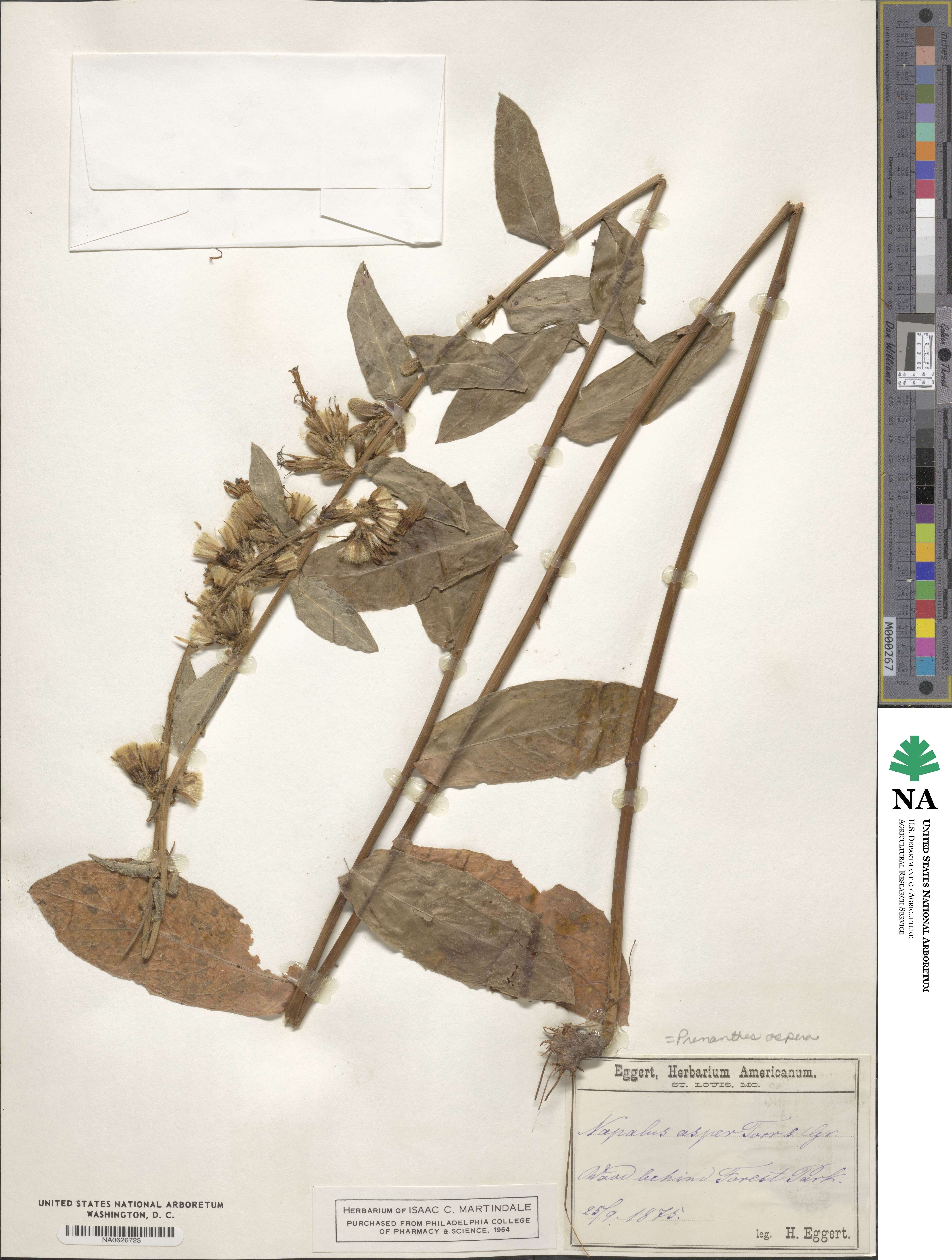 Prenanthes aspera image