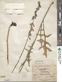 Nabalus autumnalis image