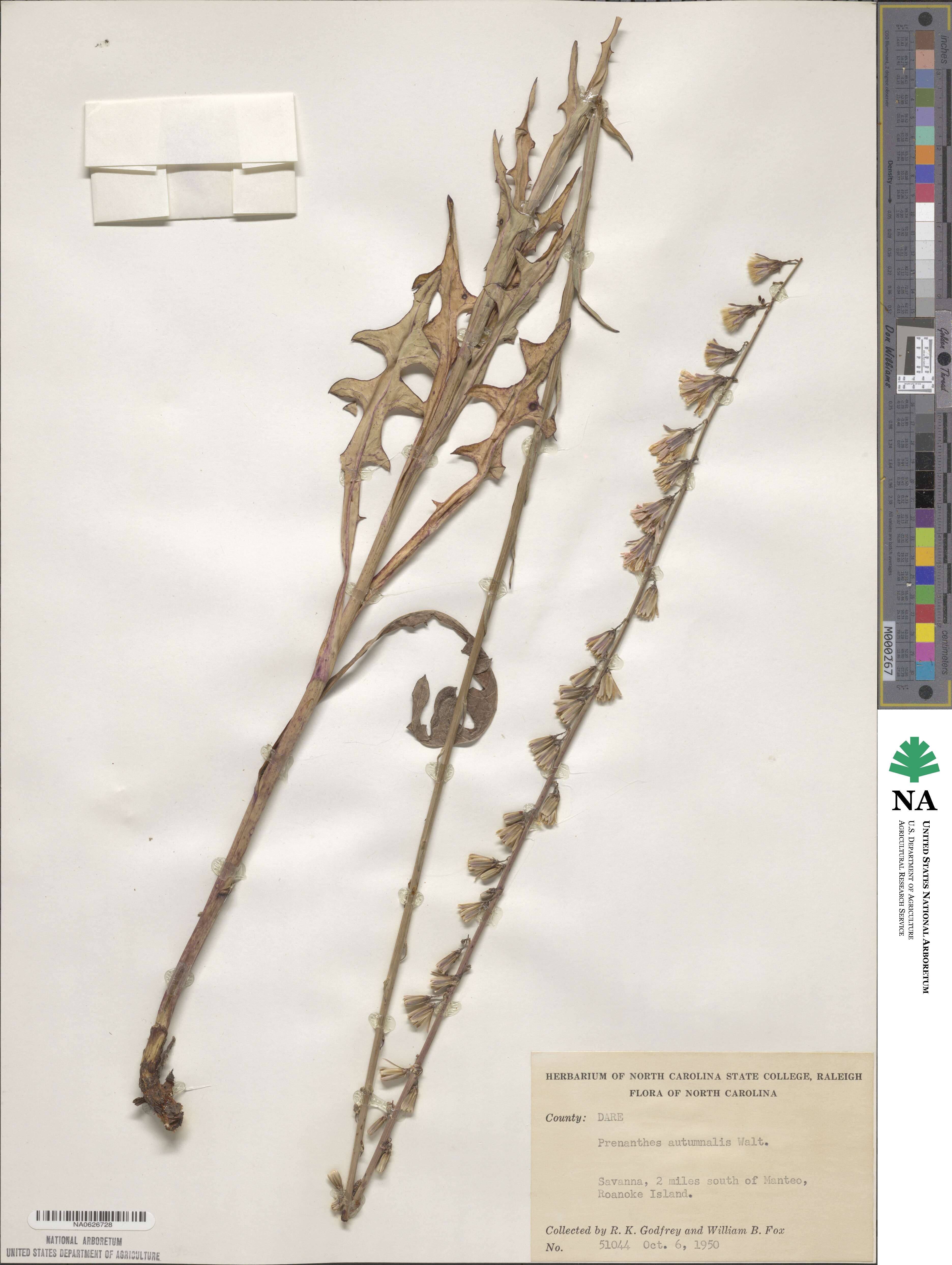 Nabalus autumnalis image