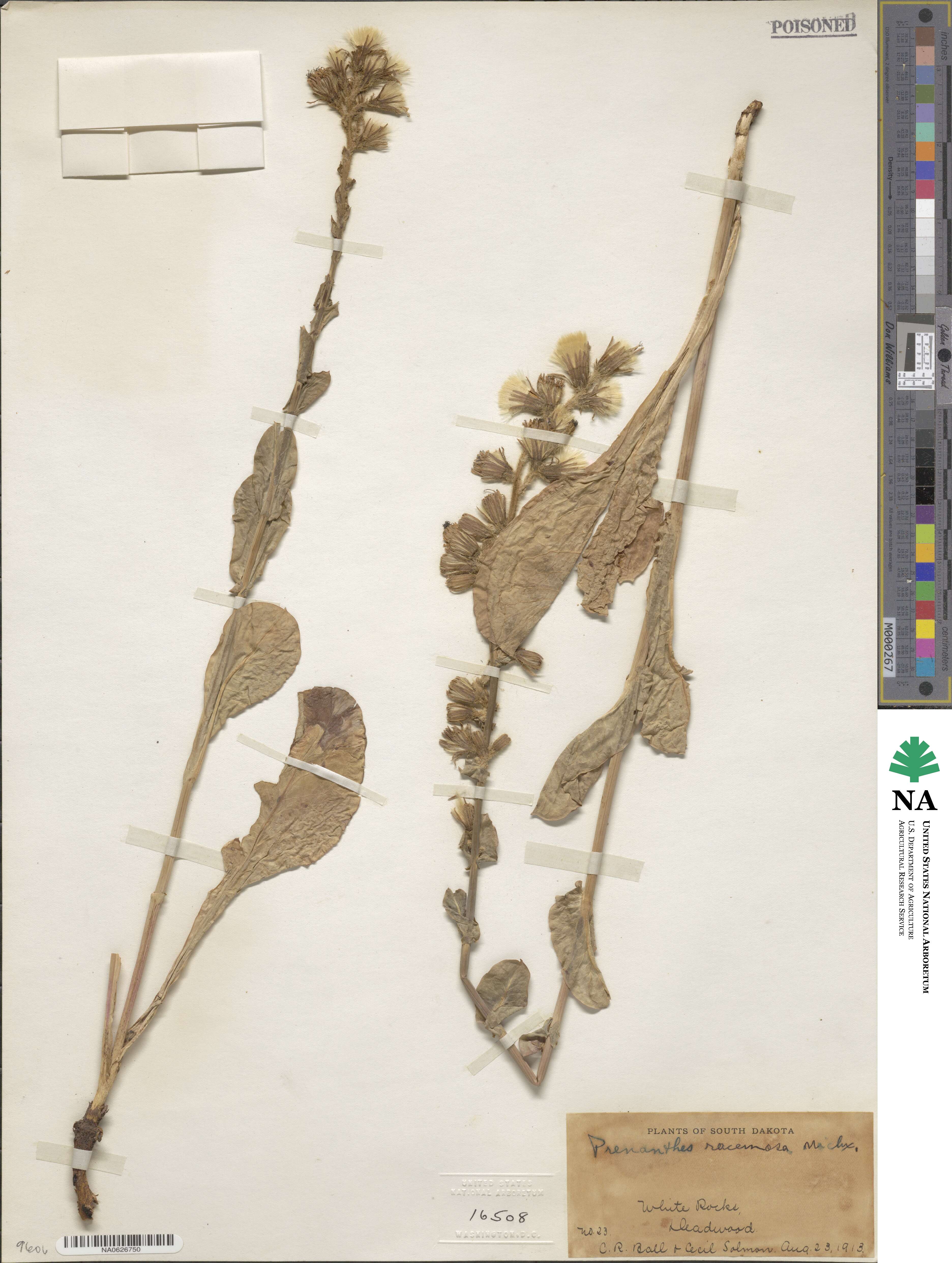 Prenanthes racemosa image