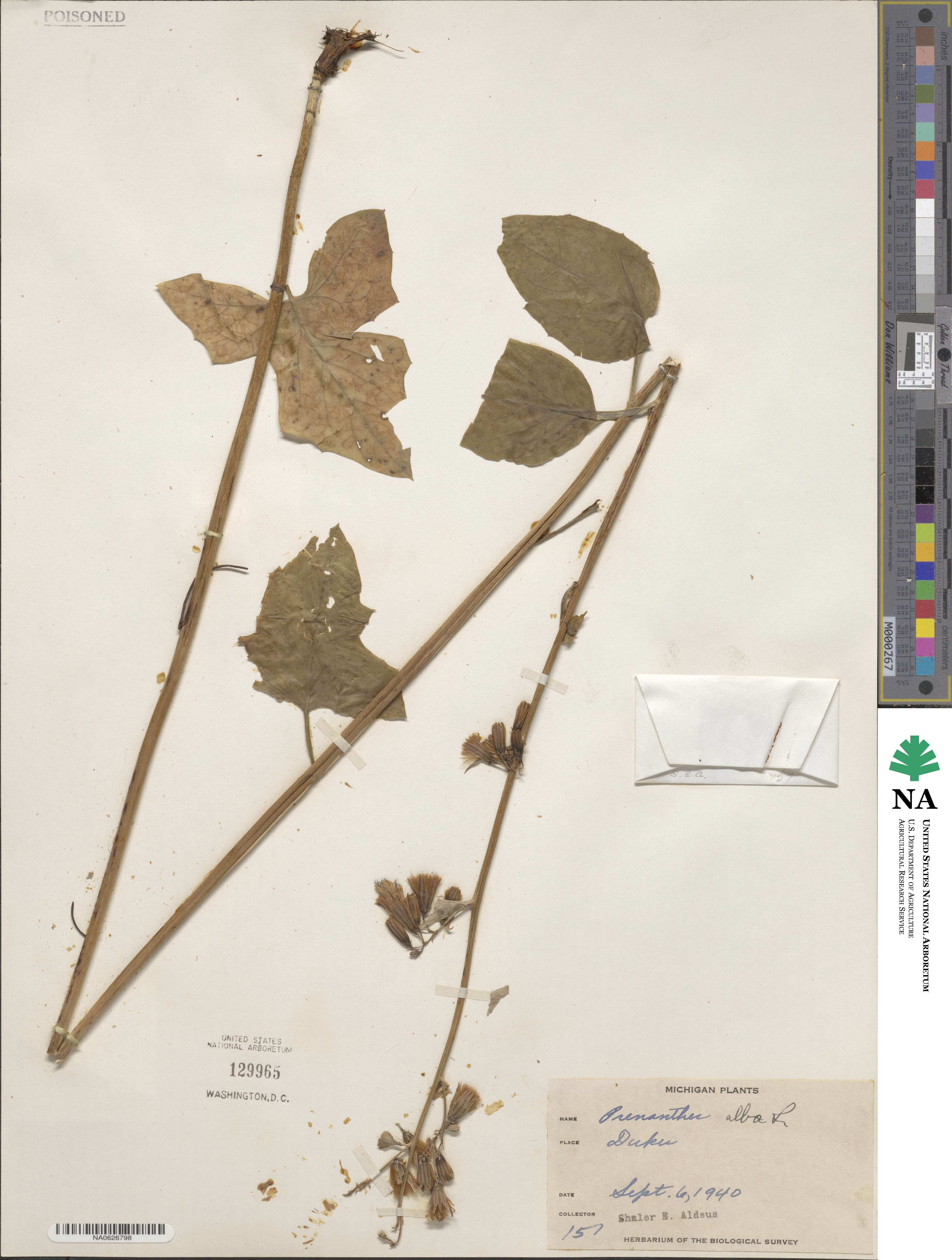 Prenanthes alba image