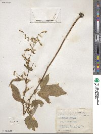 Prenanthes altissima image