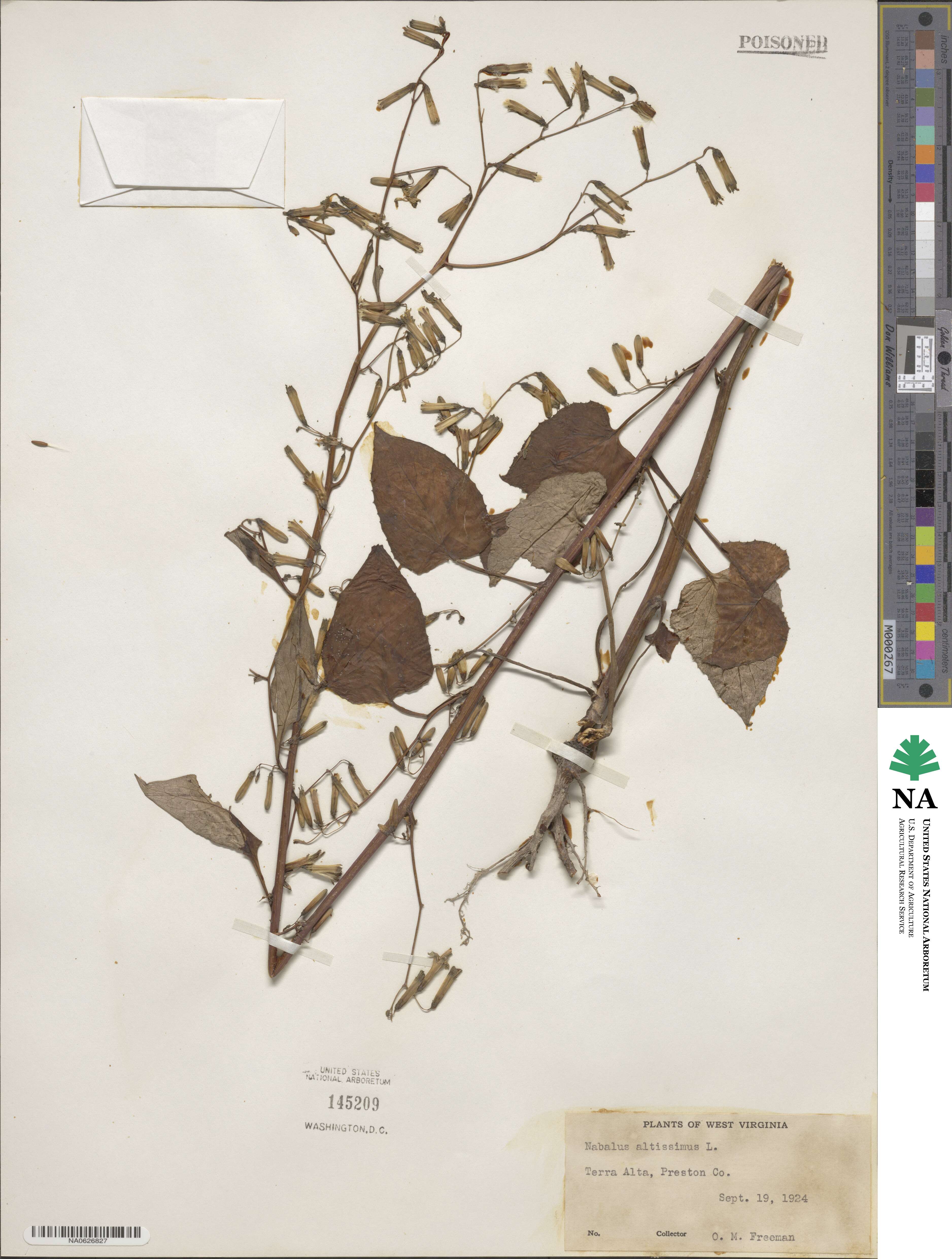Prenanthes altissima image