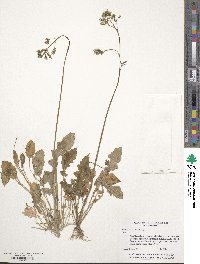 Youngia japonica image