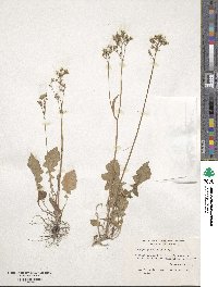 Youngia japonica image