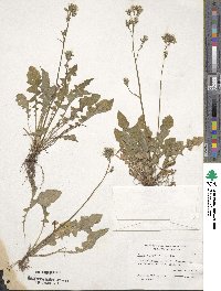 Youngia japonica image