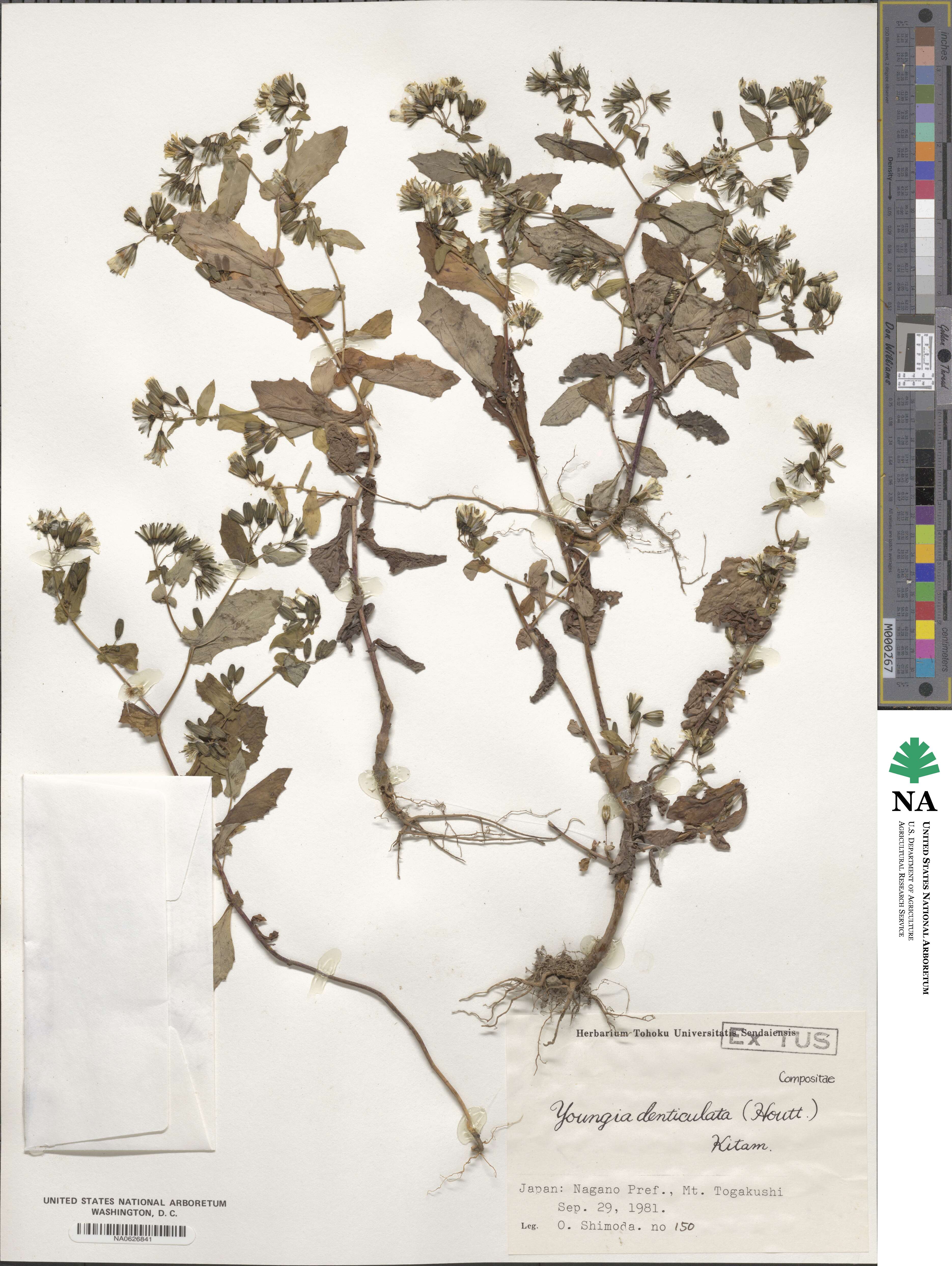 Crepidiastrum denticulatum subsp. denticulatum image