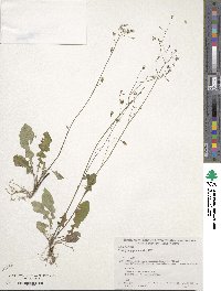 Youngia japonica image