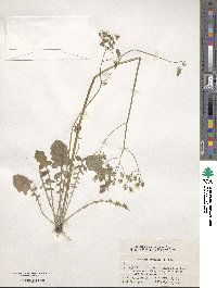 Youngia japonica image