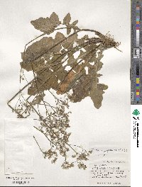 Youngia japonica image