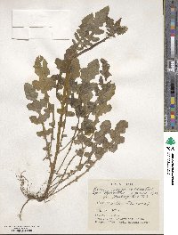 Youngia japonica image