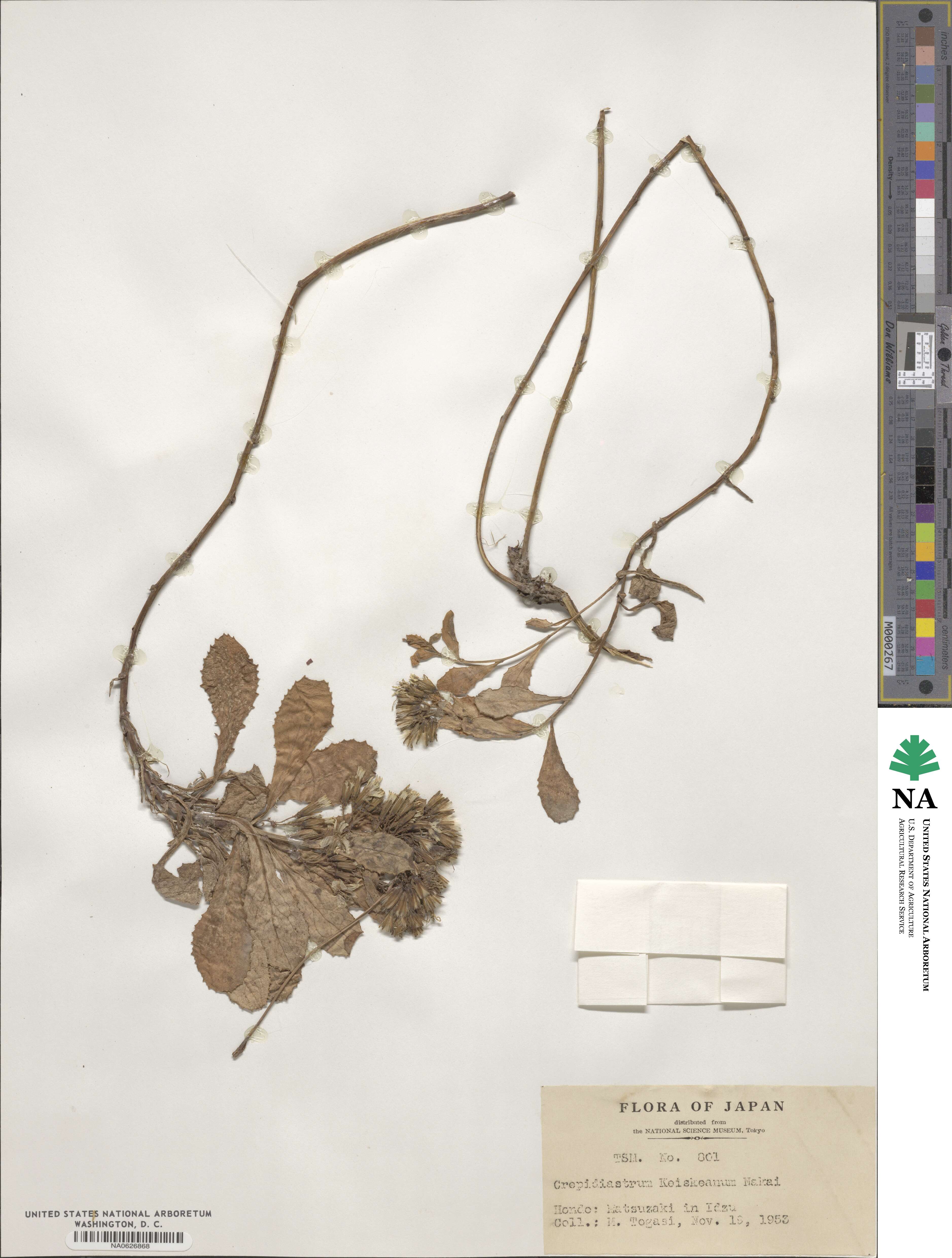 Crepidiastrum keiskeanum image