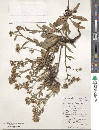 Crepidiastrum lanceolatum image