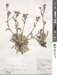 Crepidiastrum lanceolatum image