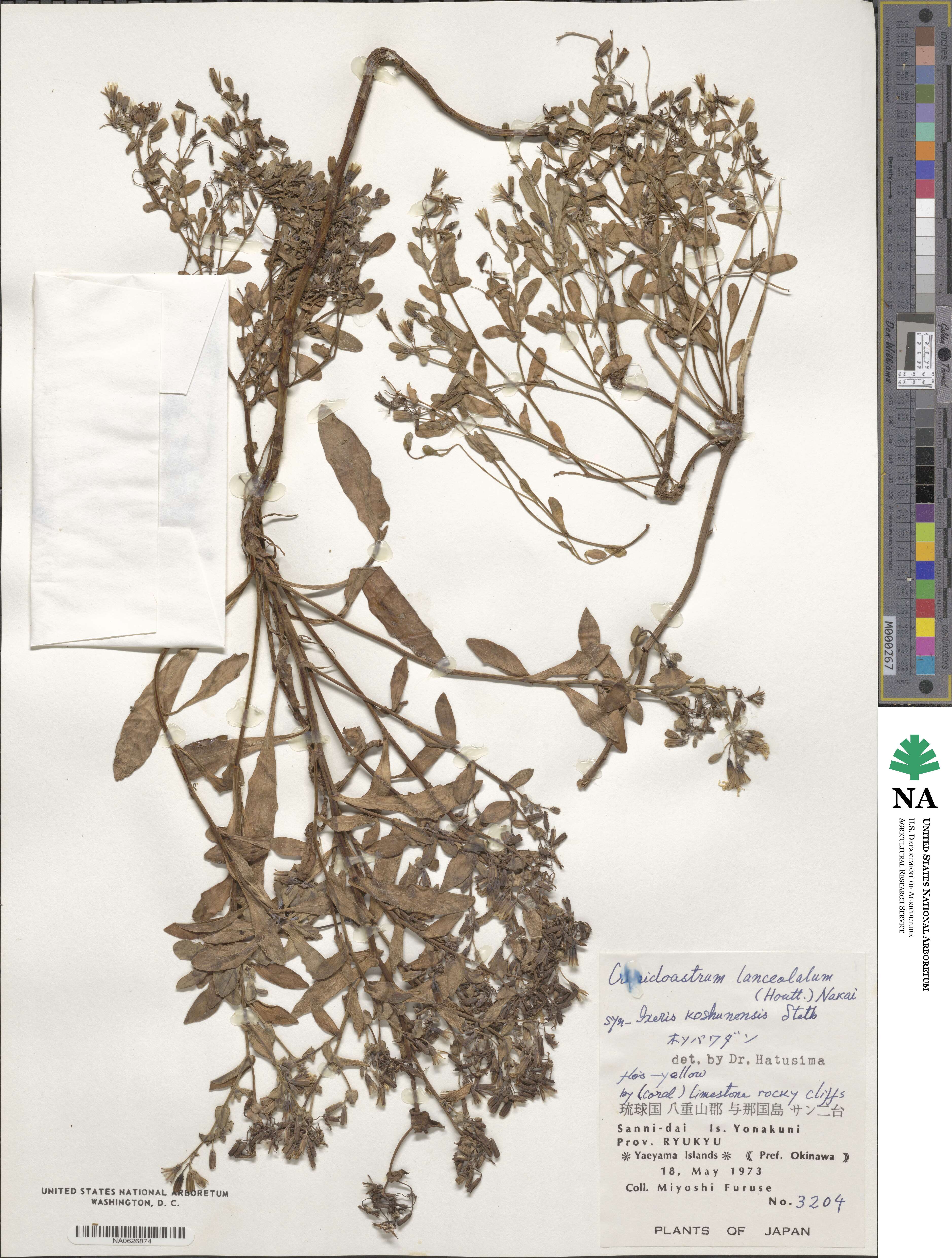 Crepidiastrum lanceolatum image