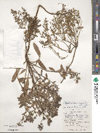 Crepidiastrum lanceolatum image