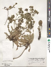 Crepidiastrum lanceolatum image