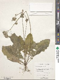 Youngia japonica image