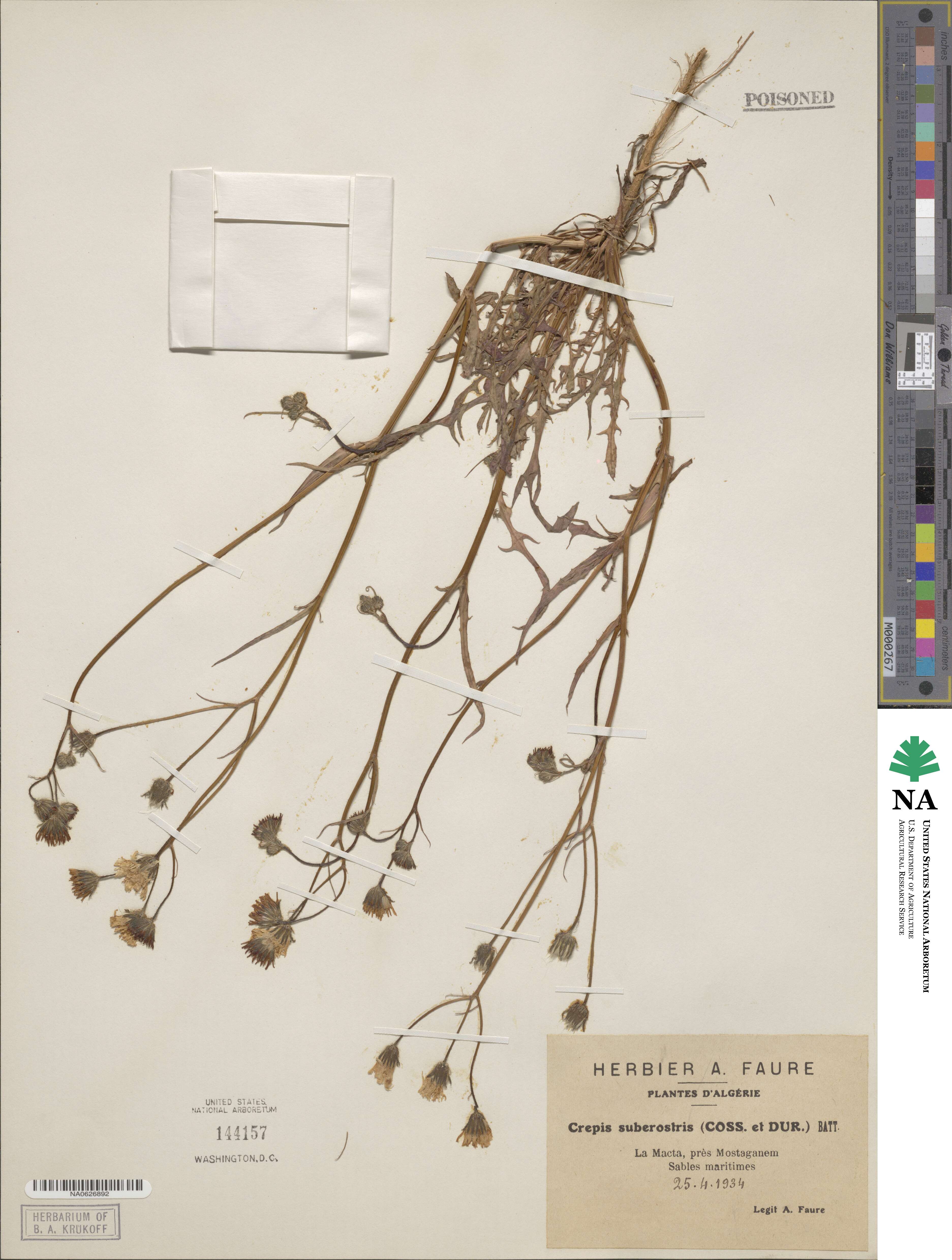 Crepis arenaria subsp. suberostris image