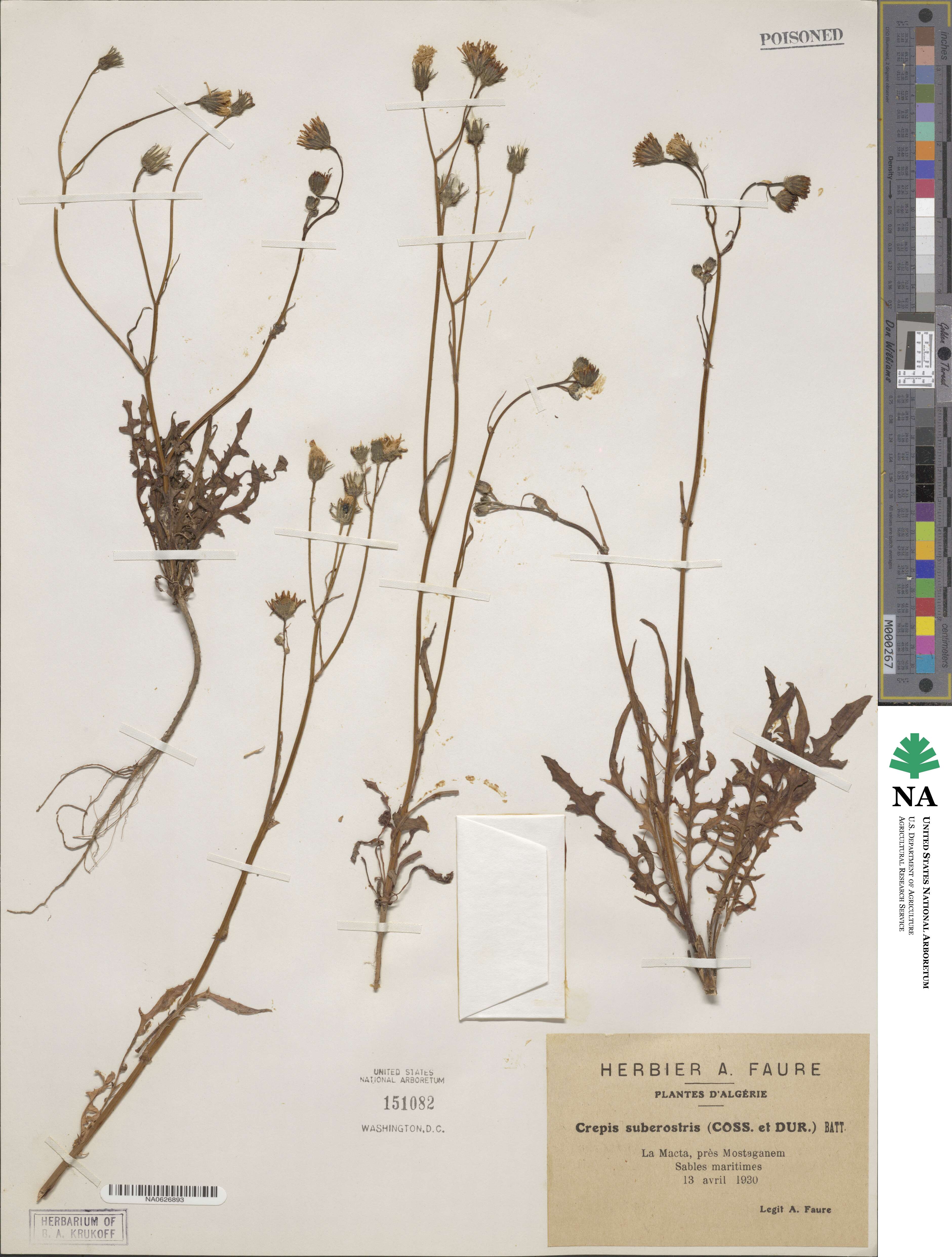 Crepis arenaria image