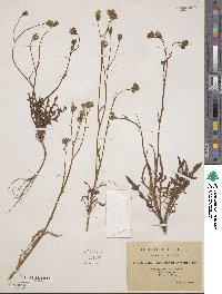 Crepis arenaria subsp. suberostris image