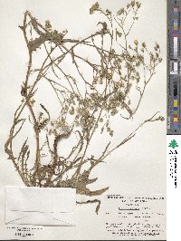 Crepis capillaris image