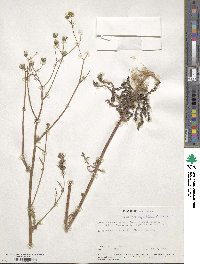 Crepis capillaris image