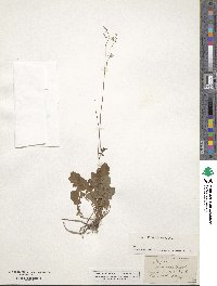 Youngia japonica subsp. japonica image