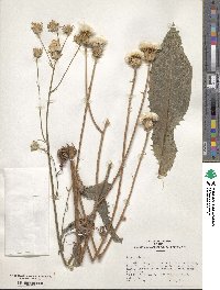 Crepis alpina image