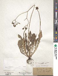 Crepis multicaulis image