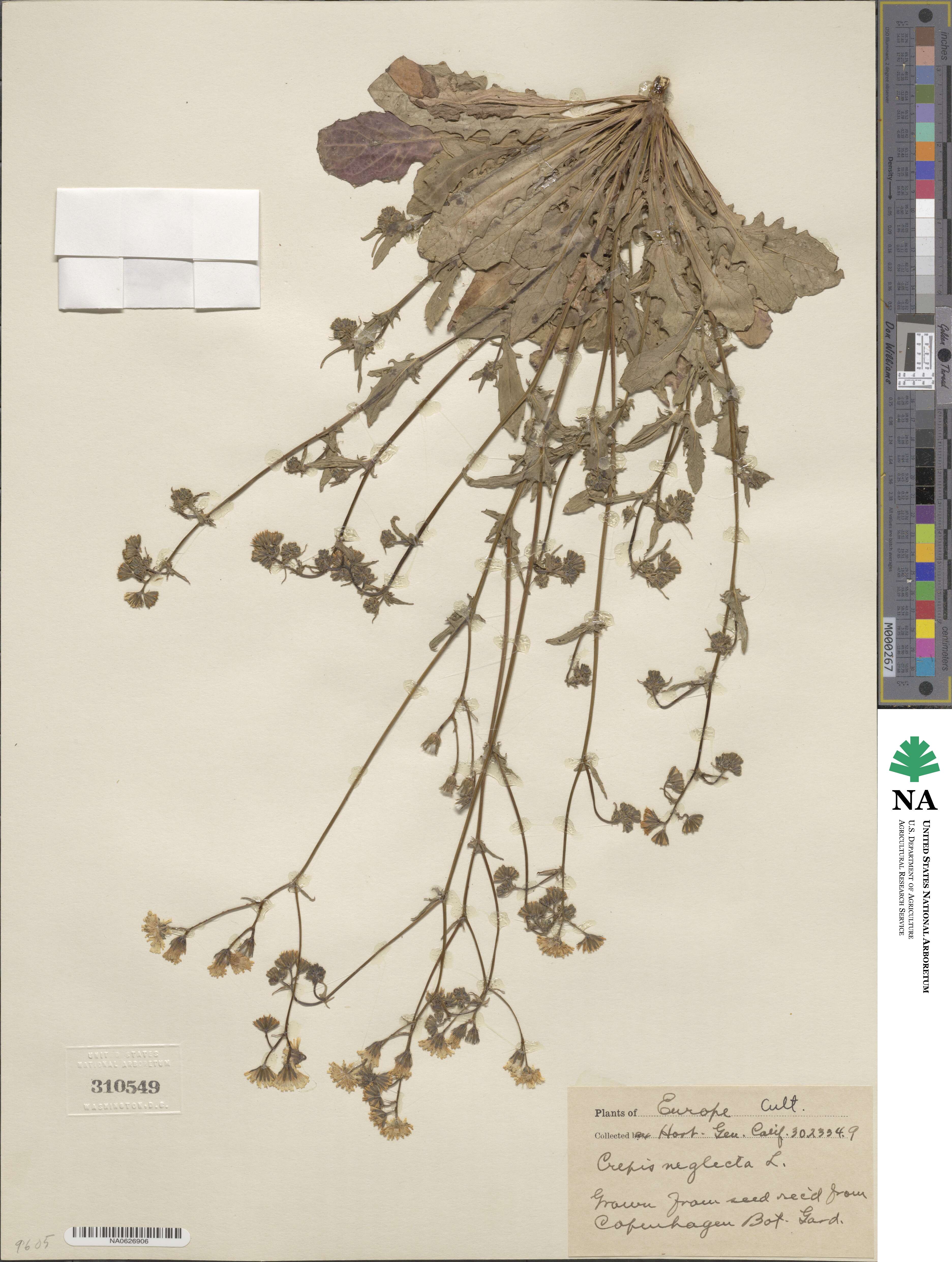 Crepis neglecta image