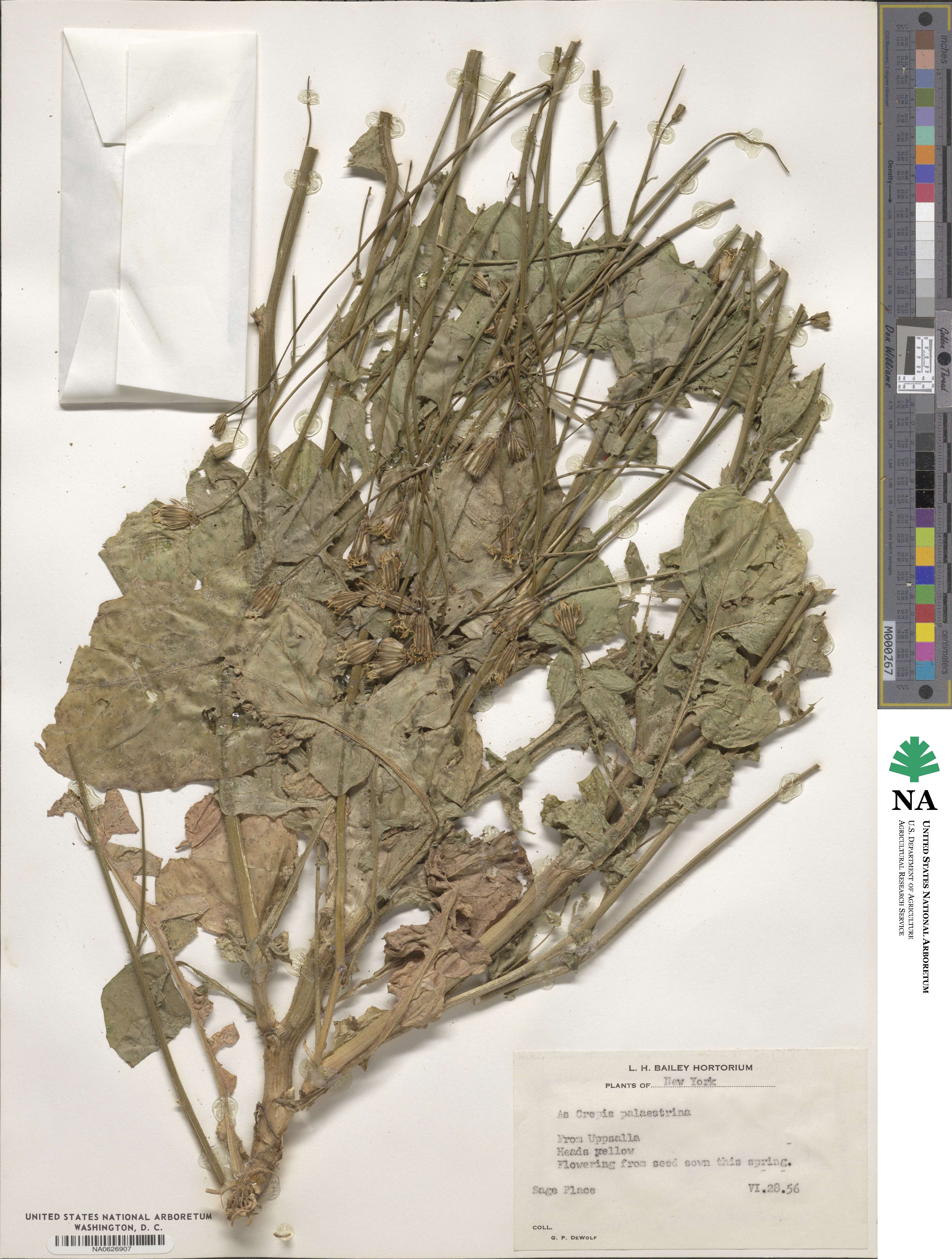 Crepis palaestina image