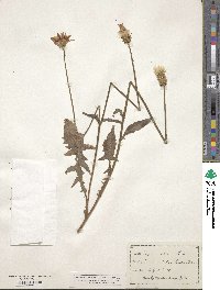 Crepis rubra image