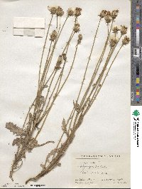 Crepis rubra image