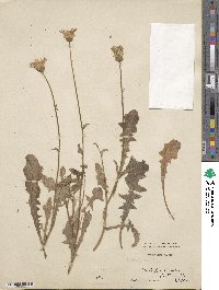 Crepis rubra image