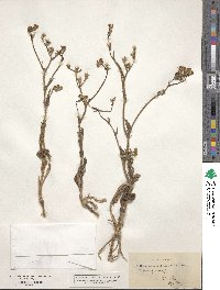 Crepis aspera image