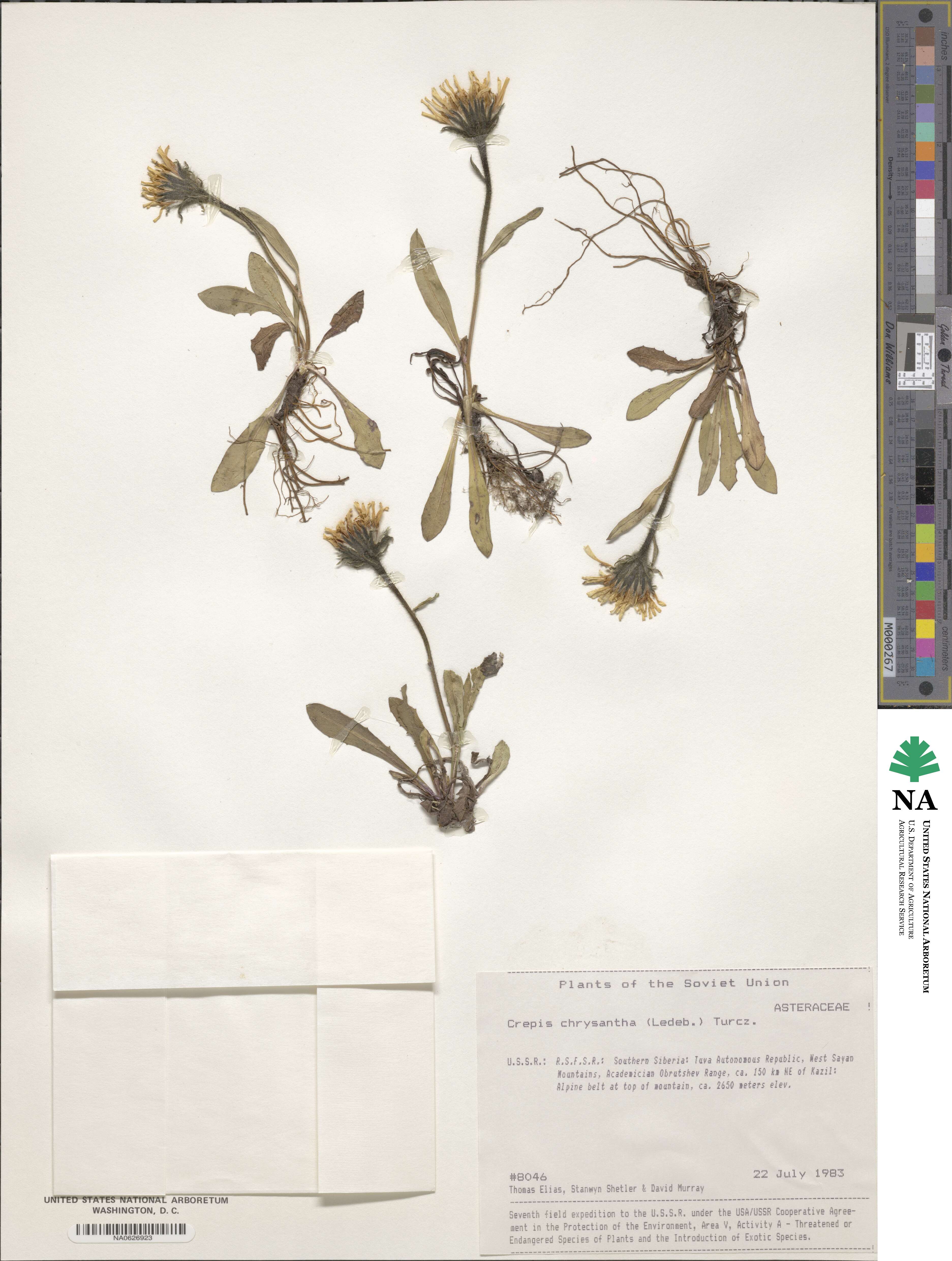 Crepis chrysantha image