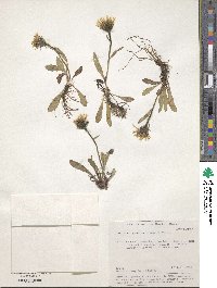 Crepis chrysantha image