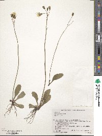 Crepis gymnopus image