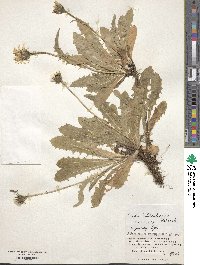 Crepis hokkaidoensis image