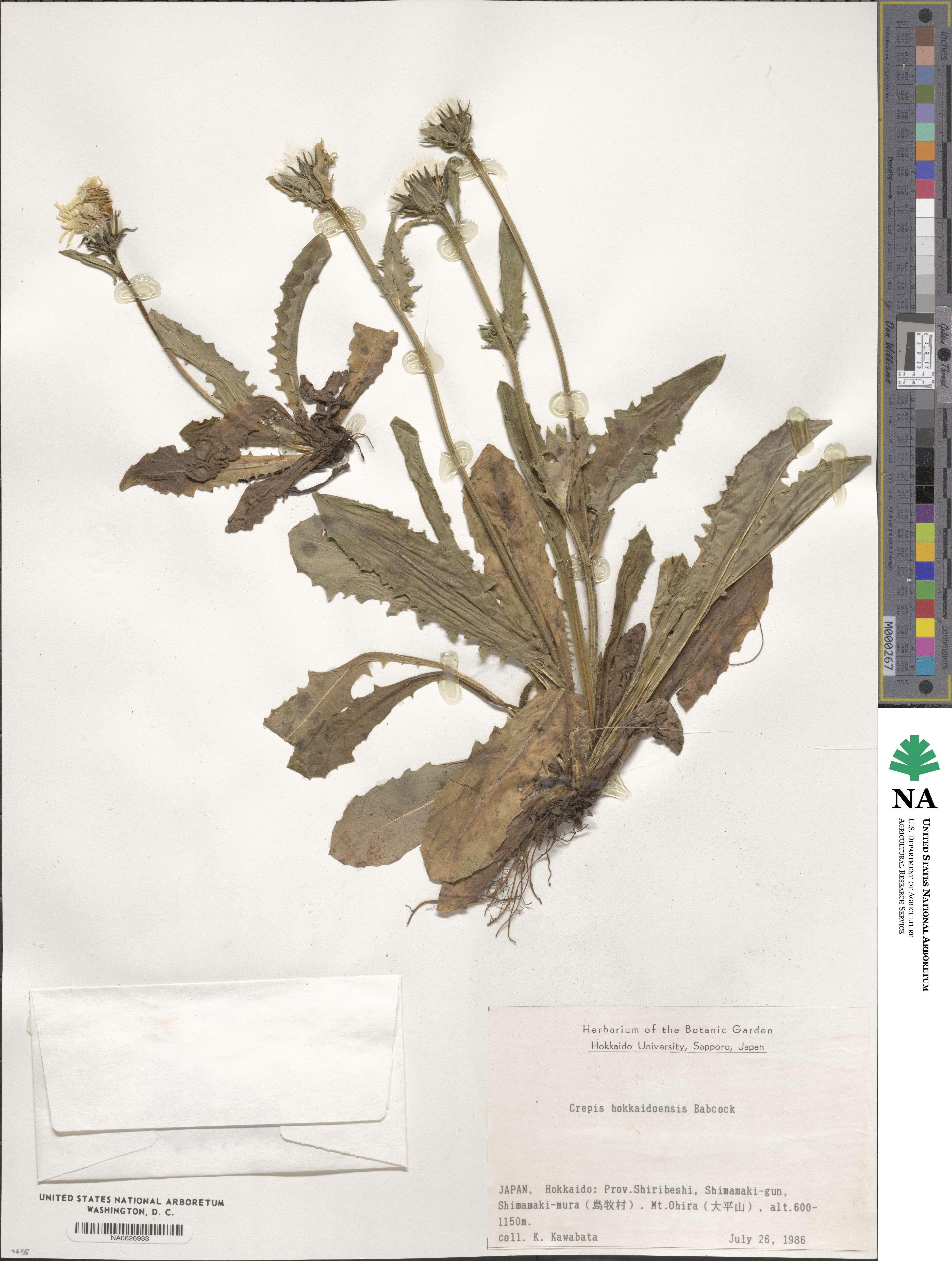 Crepis hokkaidoensis image