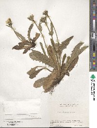 Crepis hokkaidoensis image