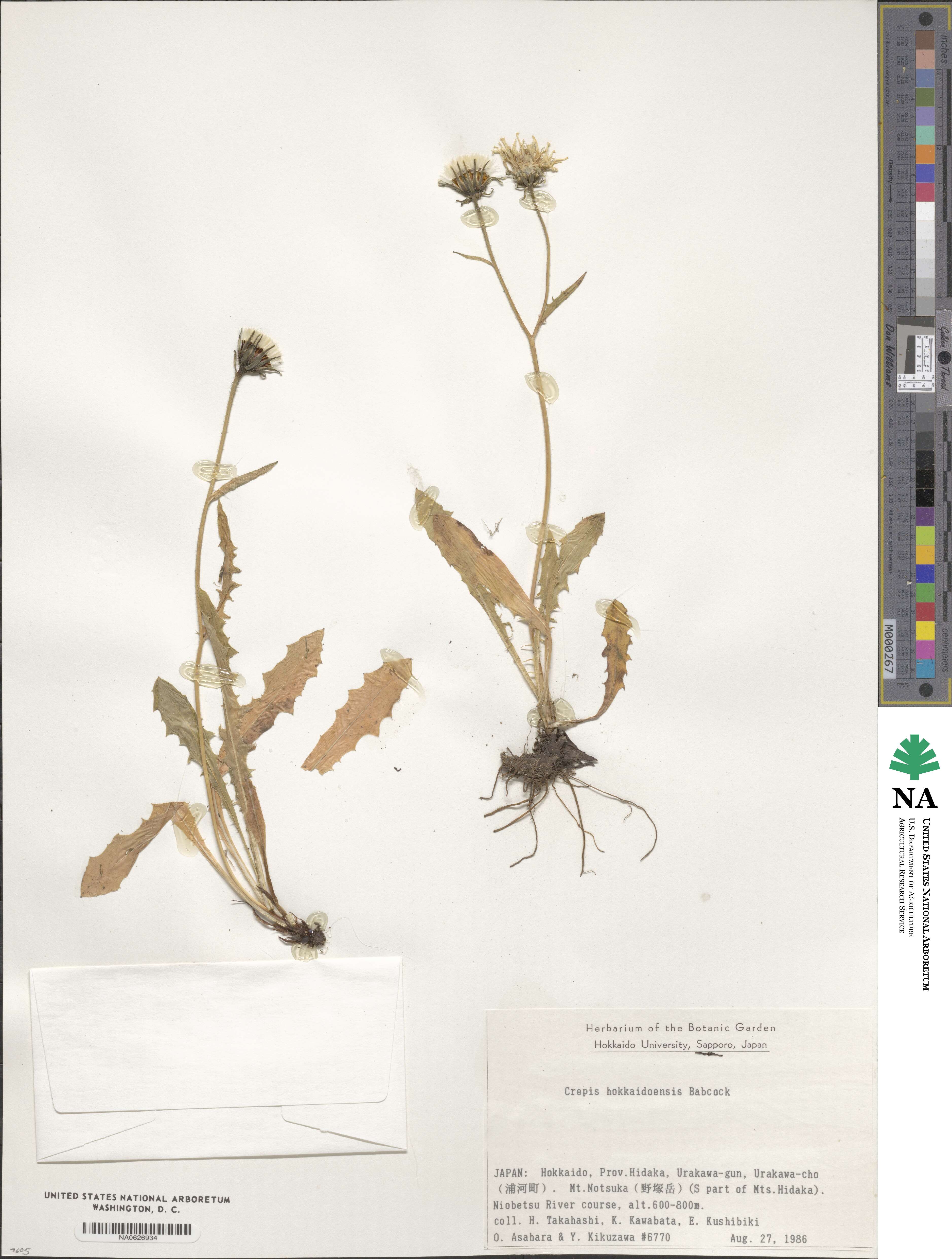 Crepis hokkaidoensis image