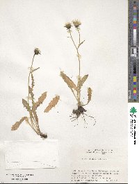 Crepis hokkaidoensis image