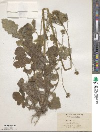 Youngia japonica subsp. japonica image