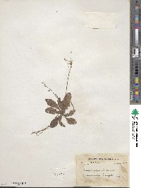 Youngia japonica subsp. japonica image