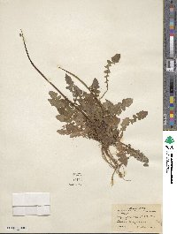 Youngia japonica subsp. japonica image