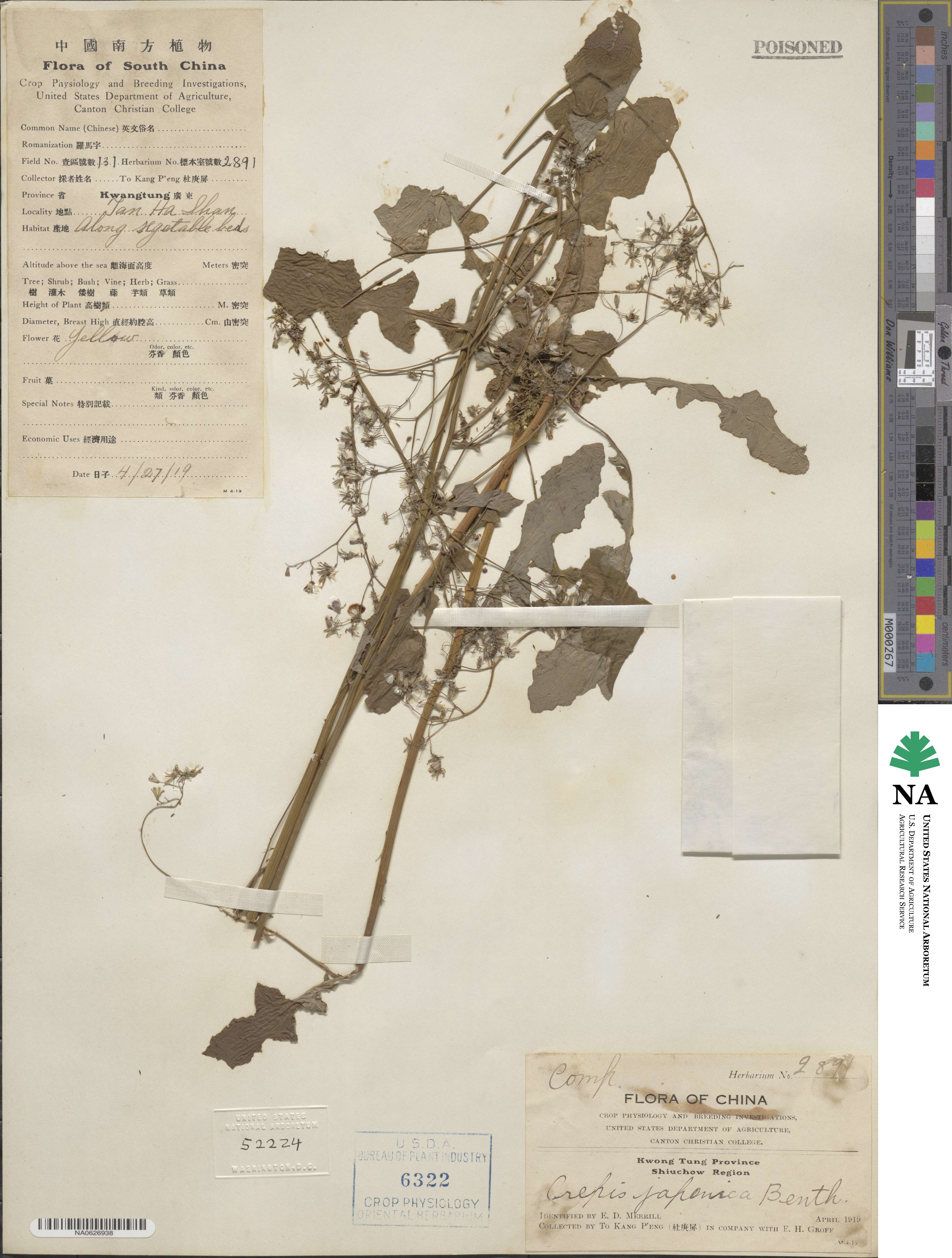 Youngia japonica subsp. japonica image